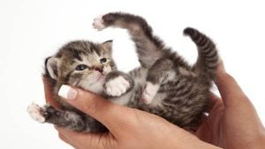 gato